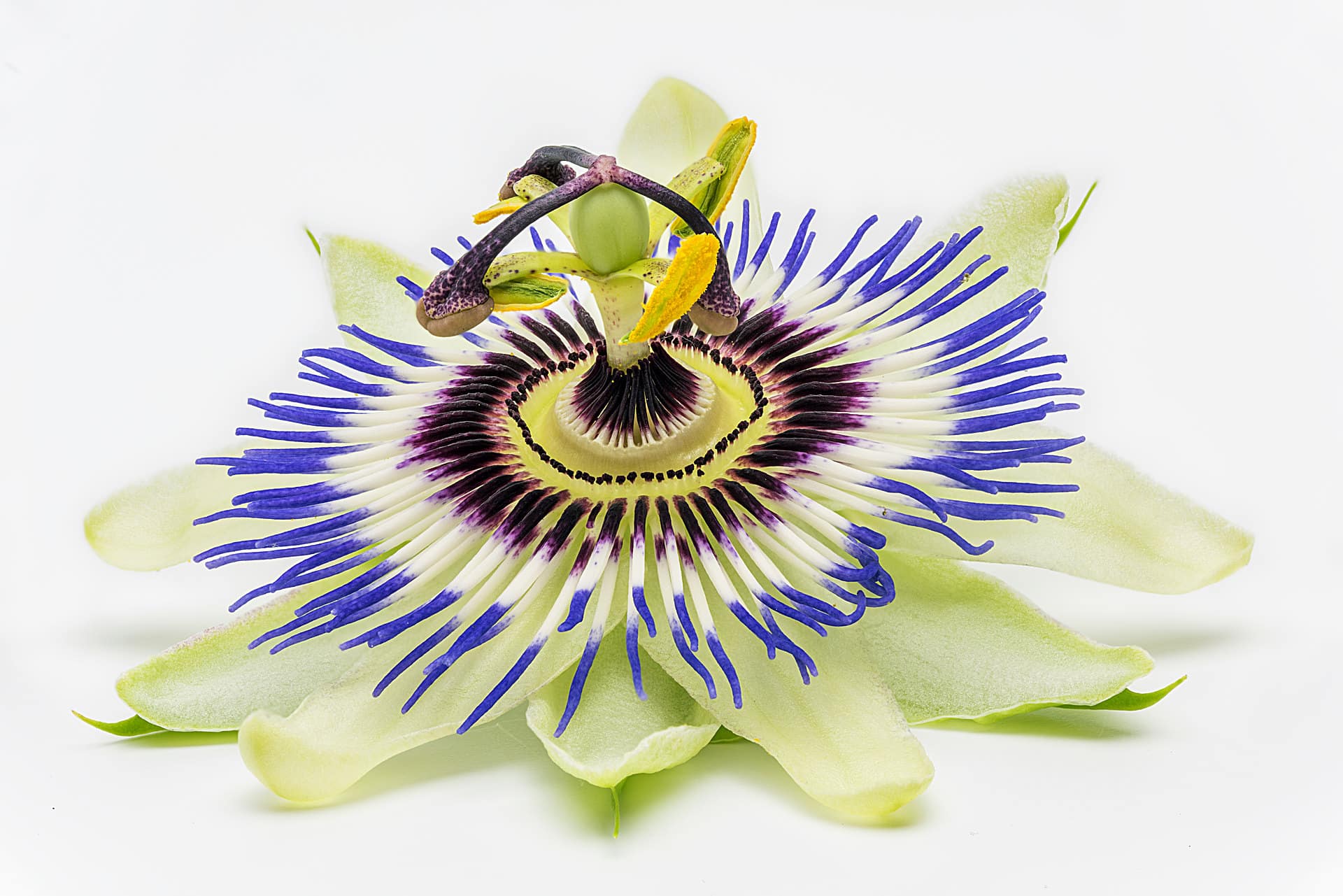 Passionsblume